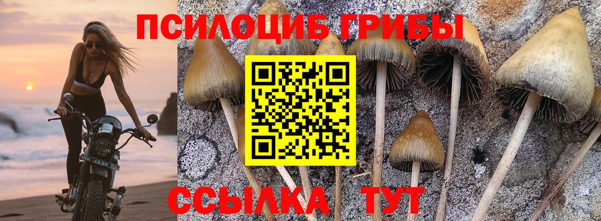 Псилоцибиновые грибы Cubensis Луховицы